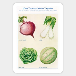 Garden Vegetable watercolor illustration (1915) Sticker